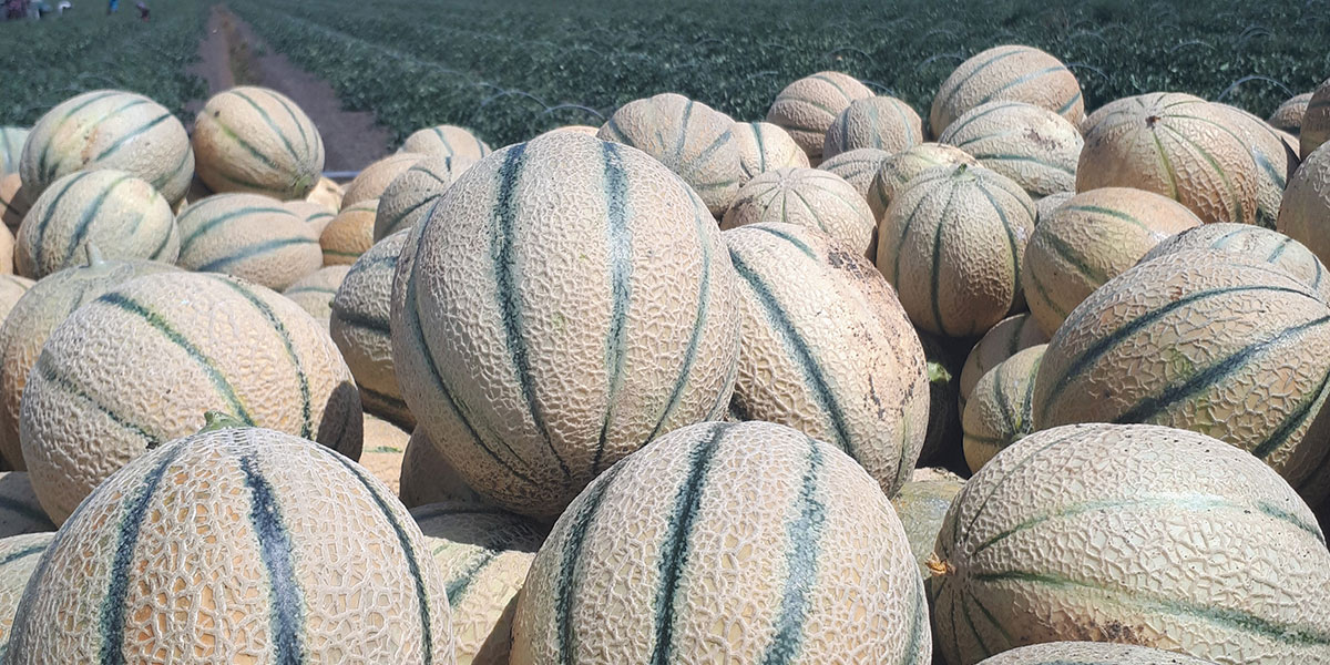 Meloni, i big prevedono un calo delle superfici